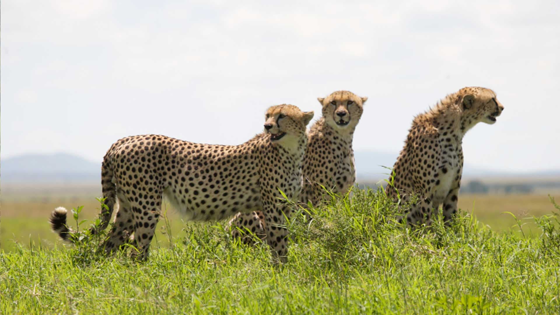 African Cats